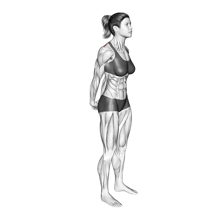Bodyweight Standing Back Stretch exercise animation (Female)