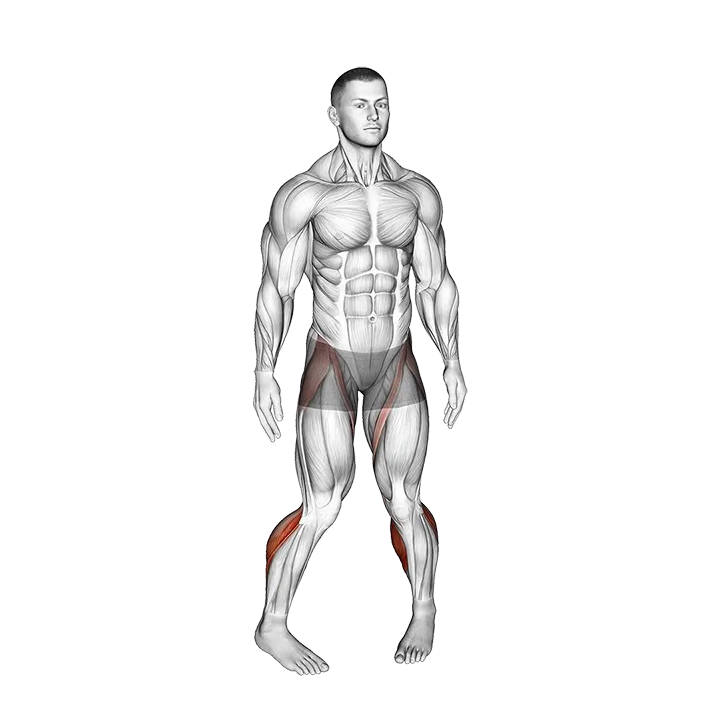 Standing Calf Raise Circle exercise animation (Male)