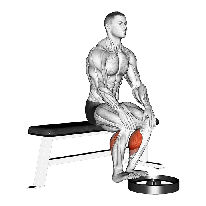 Elevated Seated Calf Raise exercise animation (Male)