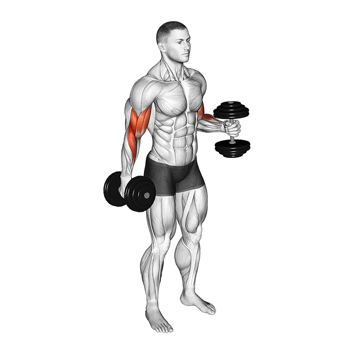 Dumbbell Bent Arm Iso Hold exercise animation (Male)