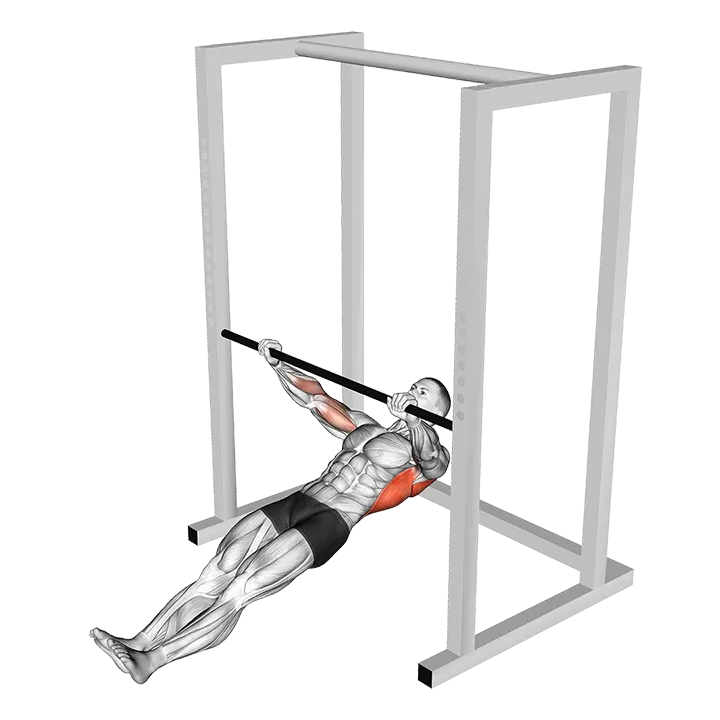 Inverted Wide to Narrow Row exercise animation (Male)
