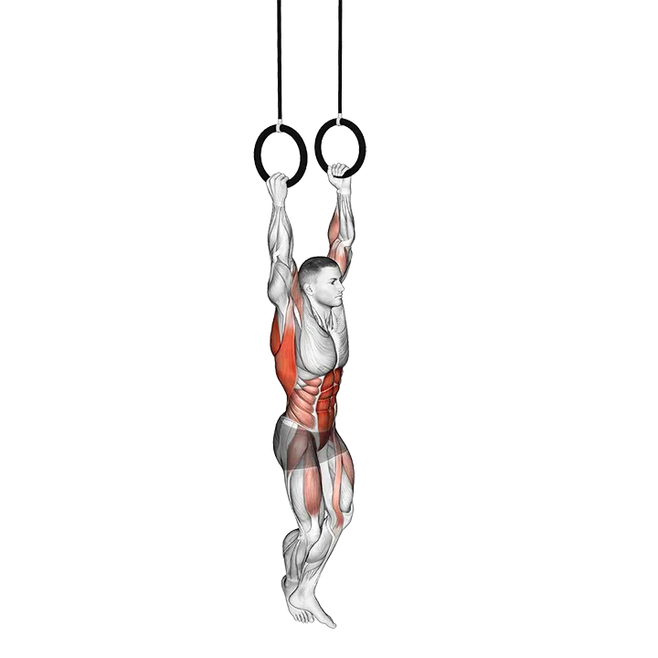 Leg Assisted Ring Pull-up exercise animation (Male)