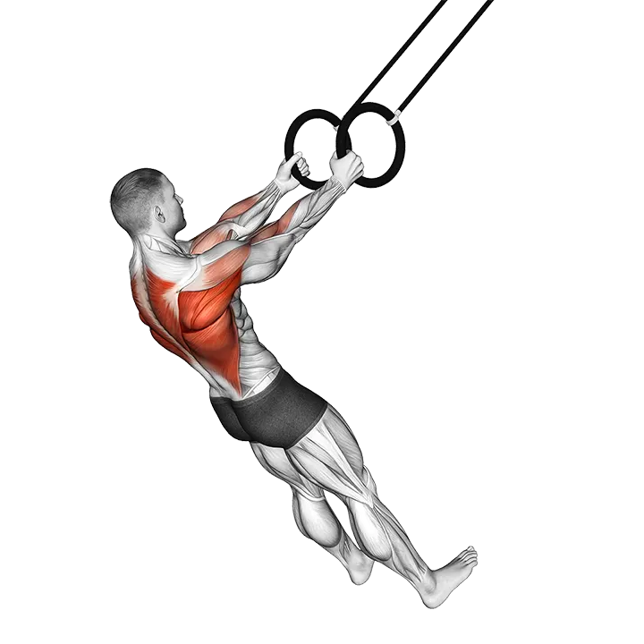 Ring High Row exercise animation (Male)