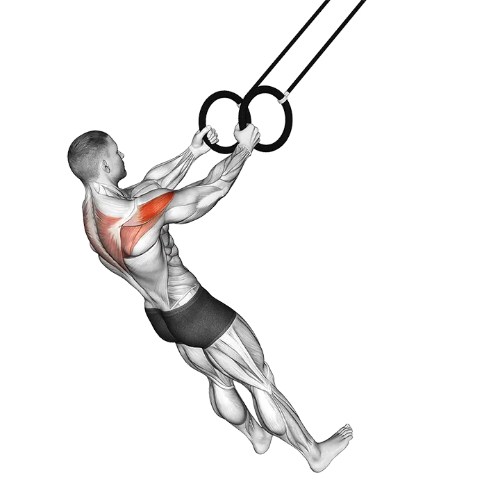 Ring Reverse Fly exercise animation (Male)