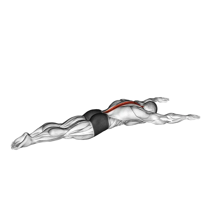 Long Lever Lying Back Extension exercise animation (Male)