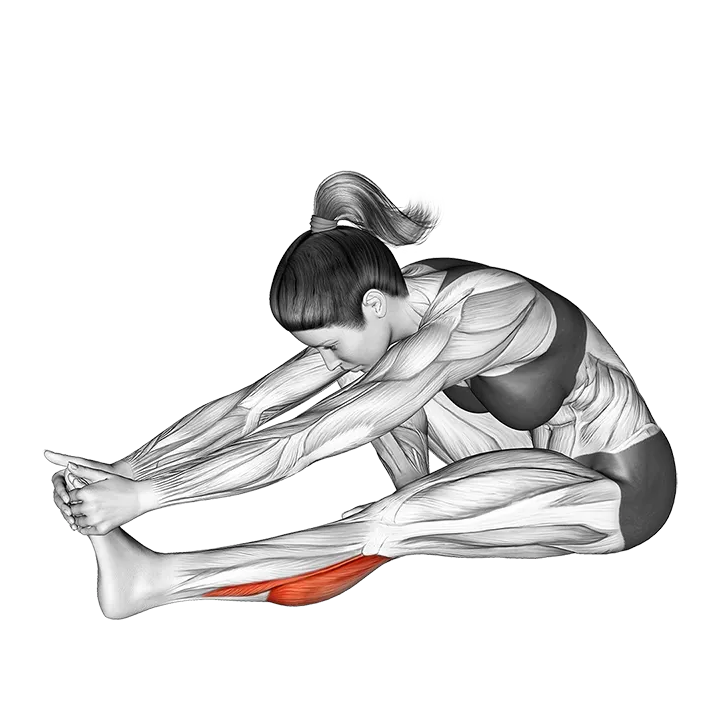 Seated Calf Stretch (Version 2) exercise animation (Male)