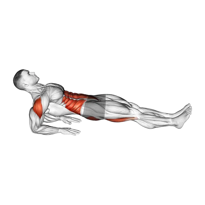 Reverse Plank (VERSION 2) exercise animation (Male)