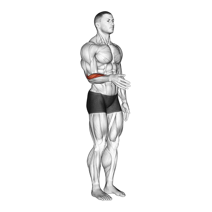 Wrist - Abduction - Articulations exercise animation (Male)