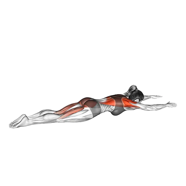 Superman Row exercise animation (Female)