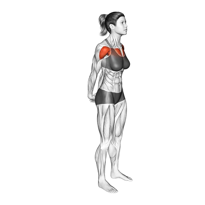 Chest Out Hands Behind (Hold) exercise animation (Female)