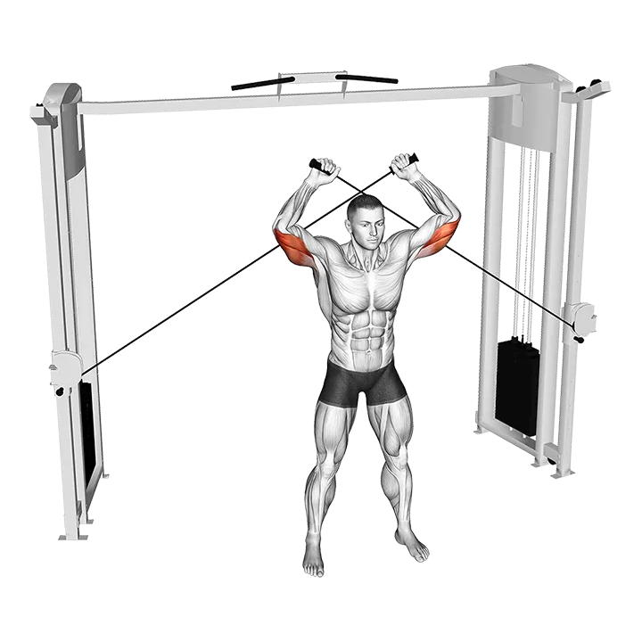 Cable High Triceps Extension exercise animation (Male)