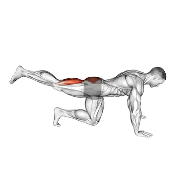 Quadruped Leg Curl