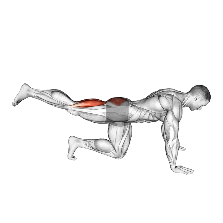 Quadruped Leg Curl exercise animation (Männlich)
