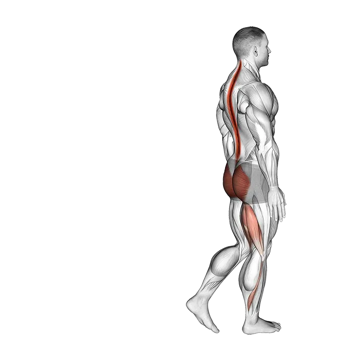 Bodyweight Single Leg RDL exercise animation (Male)
