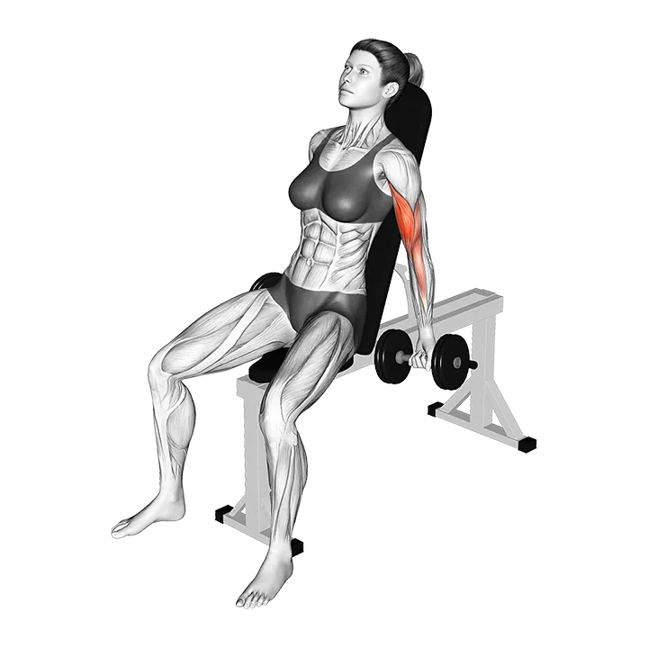 Dumbbell Incline Biceps Curl (70 degrees) exercise animation (Female)