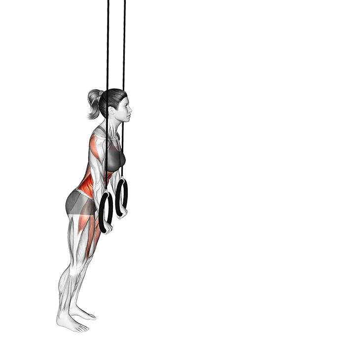 Ring Rollout exercise animation (Female)