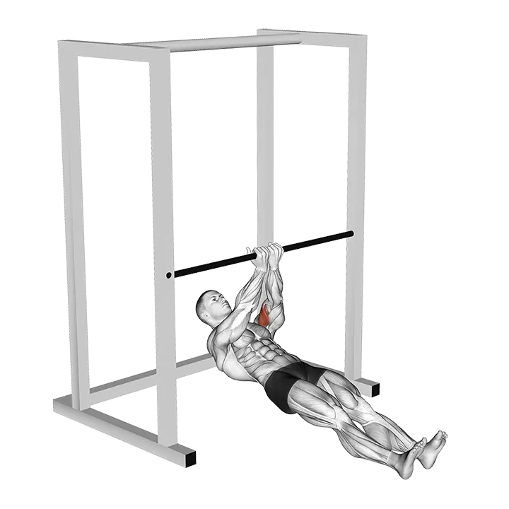Bar Close Grip Biceps Curl exercise animation (Male)