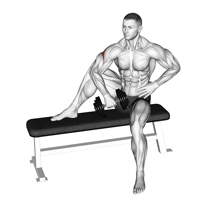 Dumbbell Seated External Shoulder Rotation exercise animation (Male)