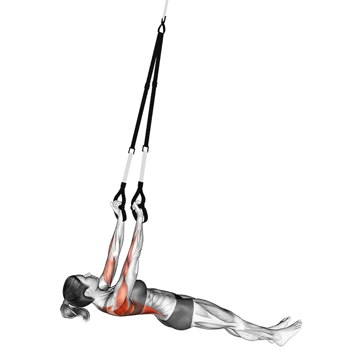 Suspension Underhand Grip Inverted Row exercise animation (Female)