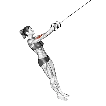Suspension Hammer Curl