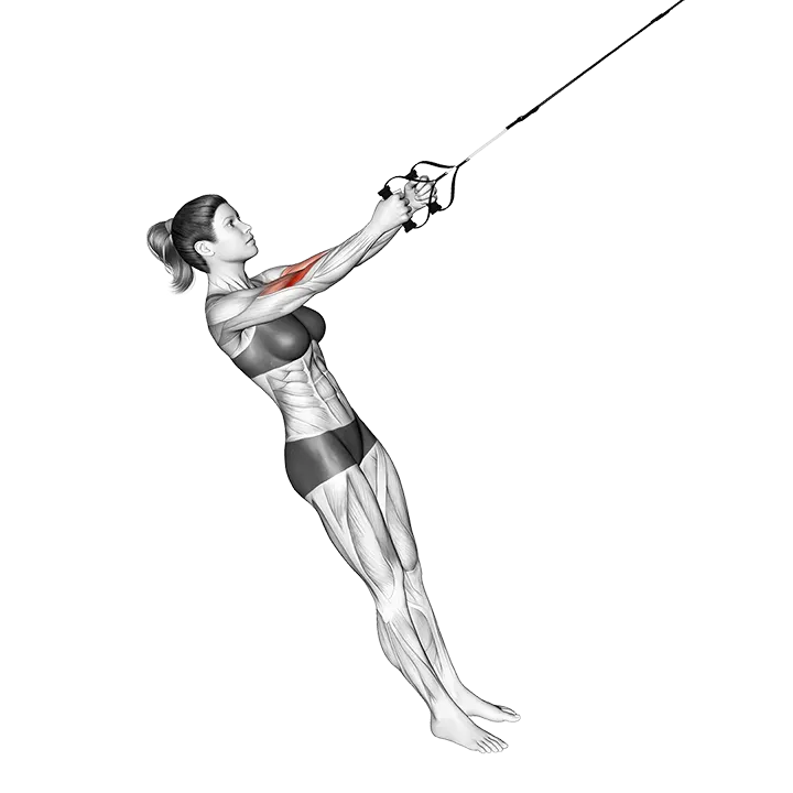 Suspension Hammer Curl exercise animation (Female)