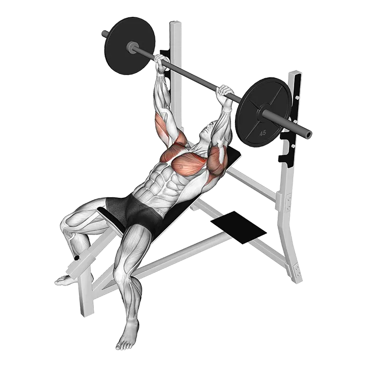 Barbell Pause Incline Bench Press exercise animation (Male)