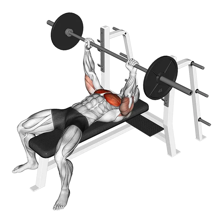 Barbell Pause Bench Press exercise animation (Male)