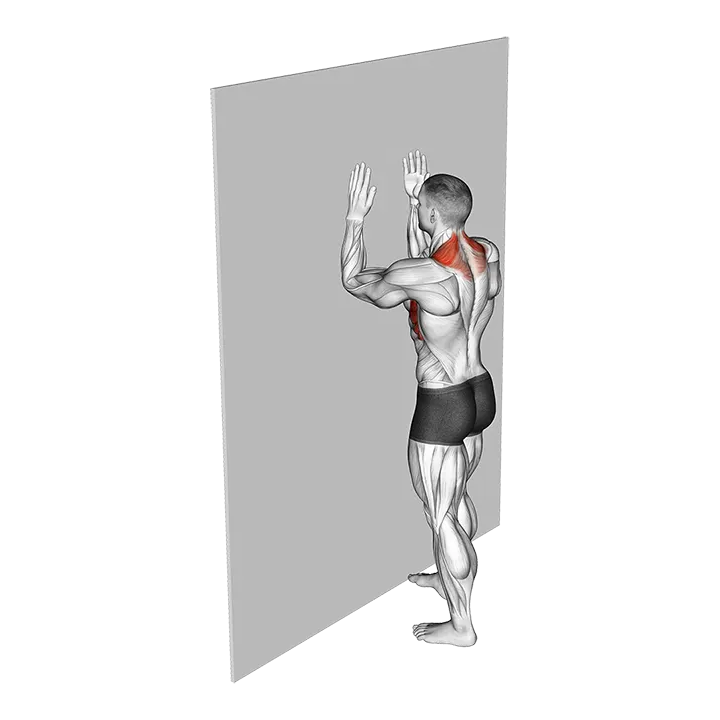Serratus Wall Slide exercise animation (Male)