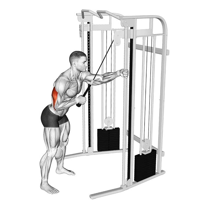 Cable Single Arm Triceps Pushdown (Rope Attachment) exercise animation (Male)