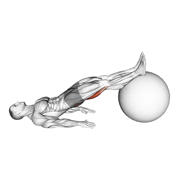 Exercise Ball Leg Curl
