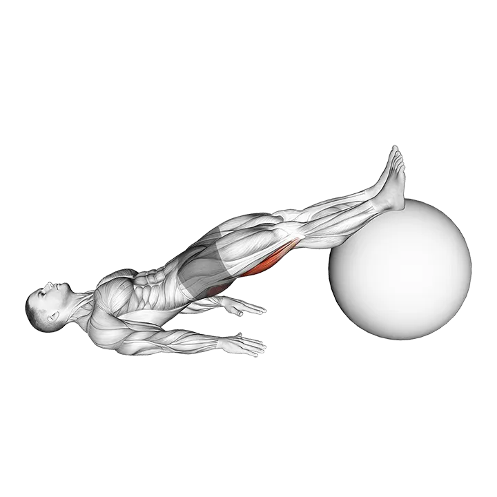Exercise Ball Leg Curl exercise animation (Hombre)