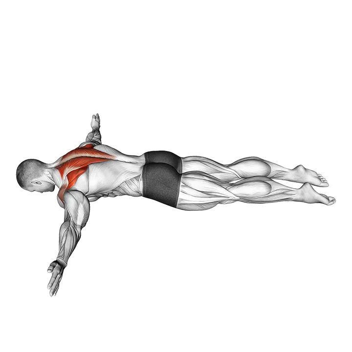 Lying Prone T exercise animation (Male)
