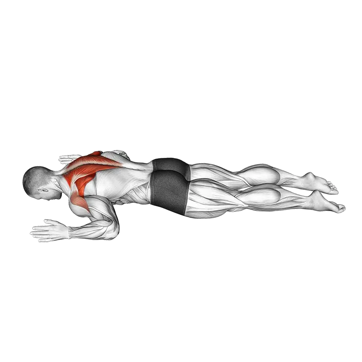 Lying Prone W exercise animation (Male)