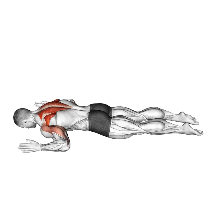 Lying Prone W to T exercise animation (Male)
