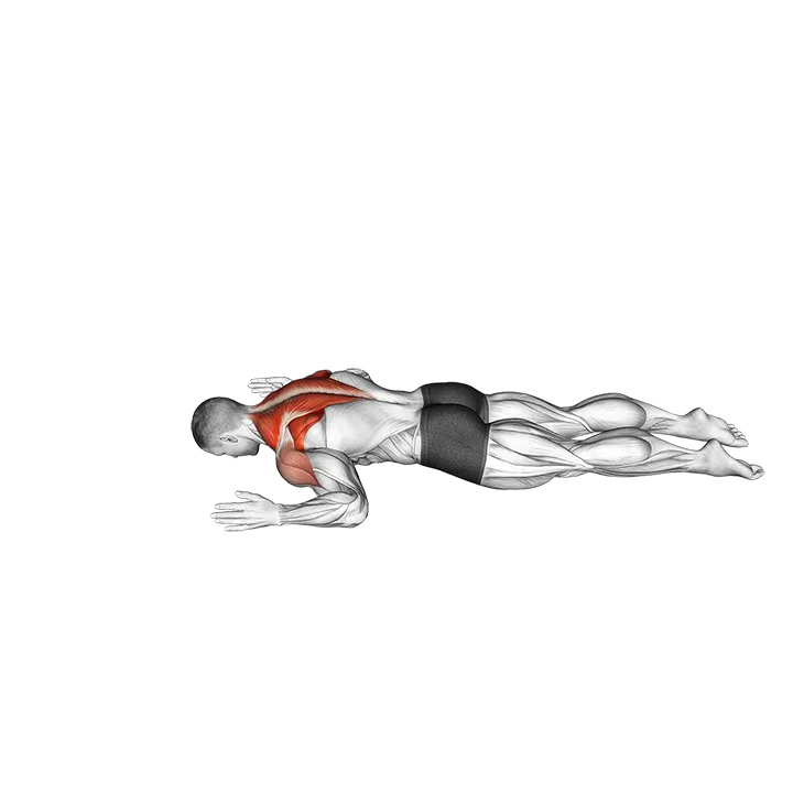 Lying Prone W to Y exercise animation (Male)