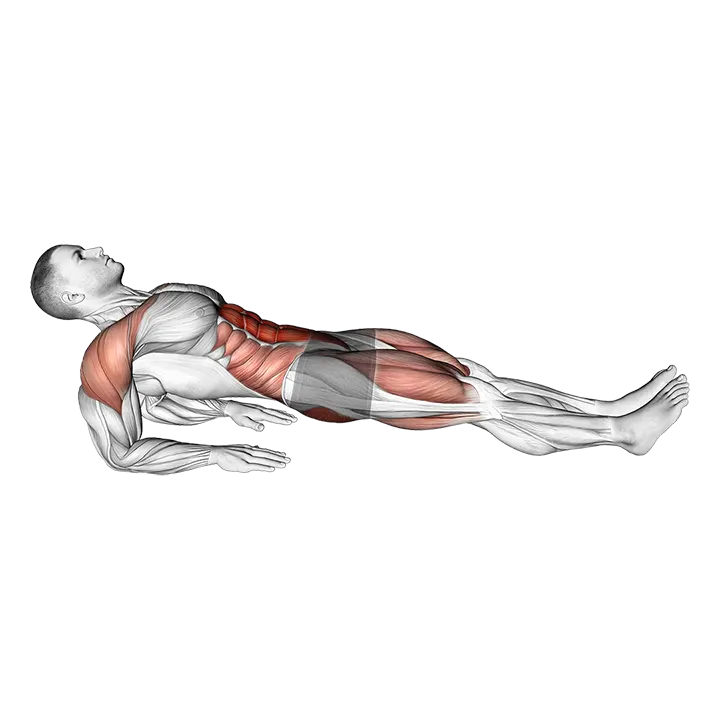 Reverse Plank on Elbows exercise animation (Male)
