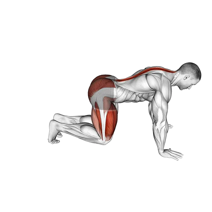 Kneeling Forward Hip Circles exercise animation (Male)