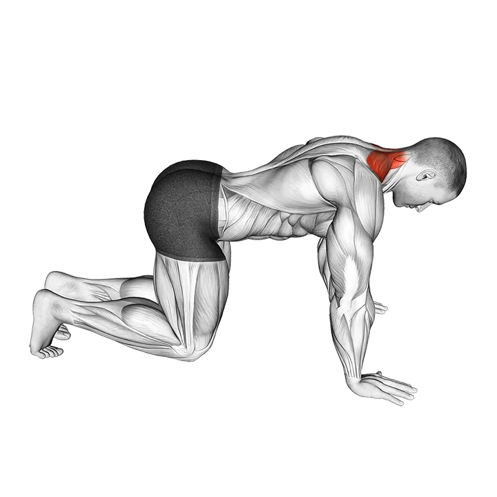 Kneeling Neck Stretch exercise animation (Male)