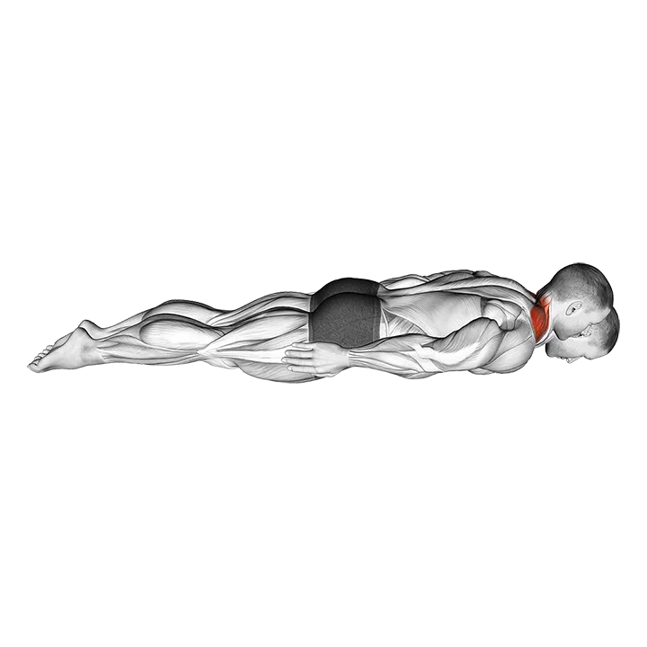 Prone Cervical Extension Isometric Hold exercise animation (Male)