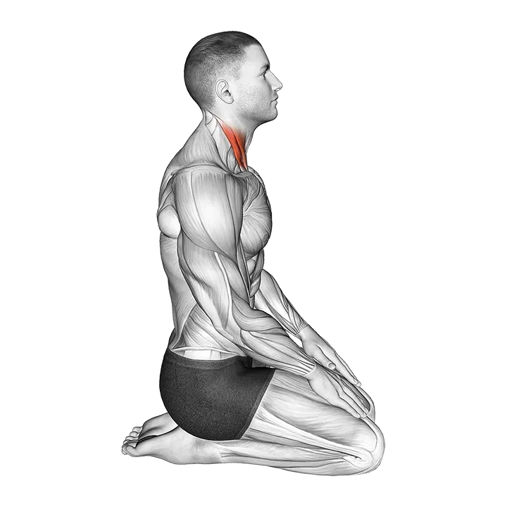 Seated Chin Tuck exercise animation (Male)