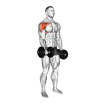 Dumbbell Single Arm Underhand Front Raise