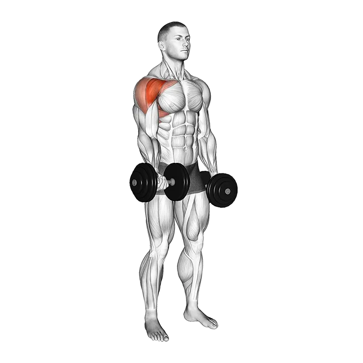 Dumbbell Single Arm Underhand Front Raise exercise animation (Male)