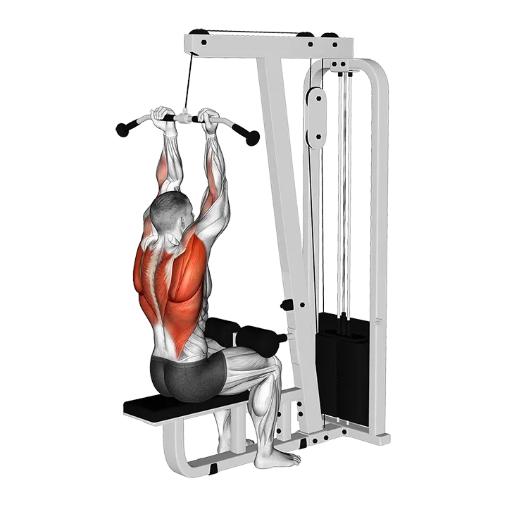 Cable Reverse Grip Pulldown exercise animation (Male)