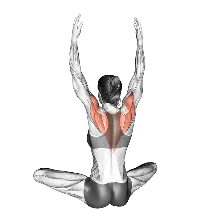 Seated Back Squeeze exercise animation (Female)