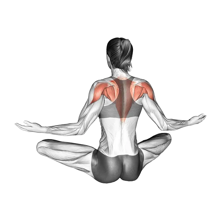 Seated Pulse Back Squeeze exercise animation (Female)