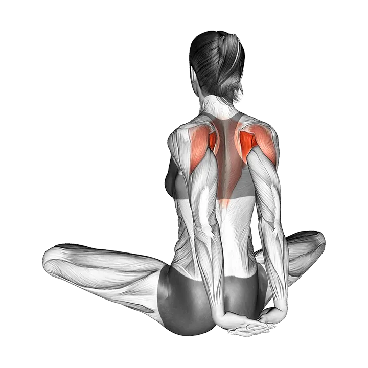 Seated Behind Back Raise exercise animation (Female)
