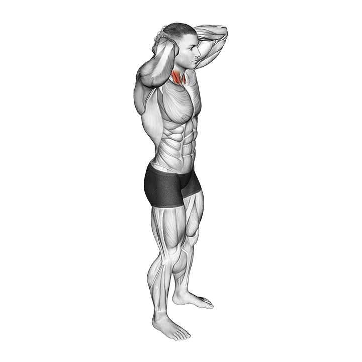 Posterior Neck Isometric exercise animation (Männlich)