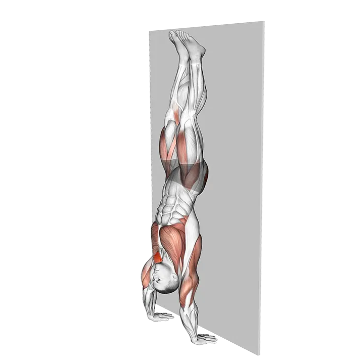 Kipping Handstand Push-up exercise animation (Male)