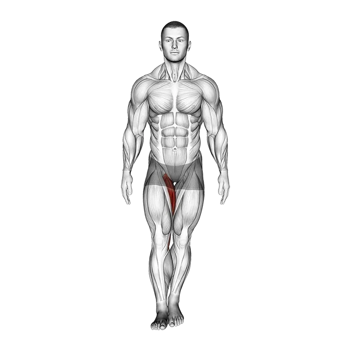 Standing Hip Adduction (VERSION 2) exercise animation (Male)