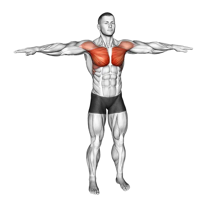 Arm-Crossover exercise animation (Männlich)